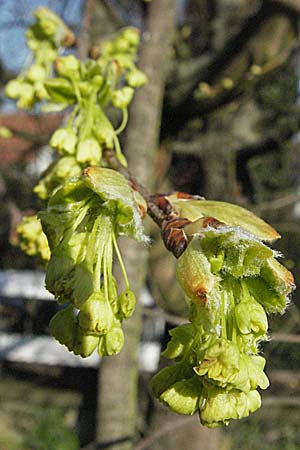 Acer monspessulanum \ Felsen-Ahorn, Franzsischer Maholder / Montpellier Maple, D Weinheim an der Bergstraße, Botan. Gar.  Hermannshof 28.3.2007
