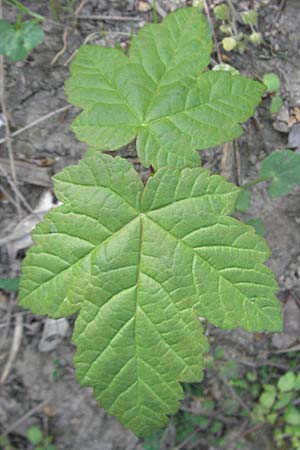 Acer pseudoplatanus \ Berg-Ahorn / Sycamore Maple, D Bensheim 19.4.2007