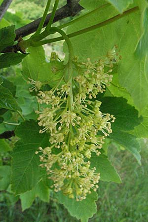 Acer pseudoplatanus \ Berg-Ahorn / Sycamore Maple, D Neuleiningen 8.5.2007