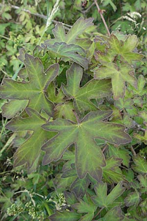 Acer campestre \ Feld-Ahorn / Field Maple, D Neuleiningen 8.5.2007