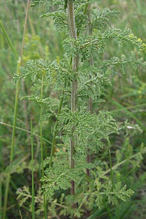 Achillea nobilis \ Edel-Schafgarbe / Showy Milfoil, D Neuleiningen 12.6.2007