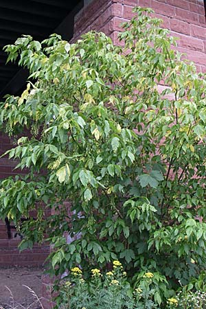 Acer negundo \ Eschen-Ahorn / Box Elder, D Freiburg 12.7.2008