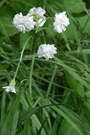 Achillea ptarmica agg. \ Sumpf-Schafgarbe / Sneezewort, D Karlsruhe 19.7.2008