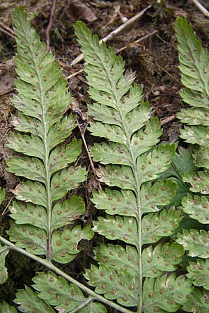 Dryopteris carthusiana \ Dorniger Wurmfarn, Kleiner Dornfarn / Narrow Buckler Fern, D Hemsbach 30.3.2009
