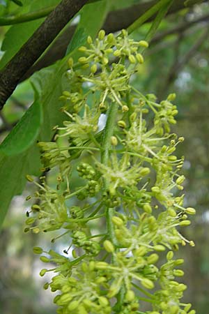 Acer pseudoplatanus \ Berg-Ahorn / Sycamore Maple, D Ingelheim 13.4.2009