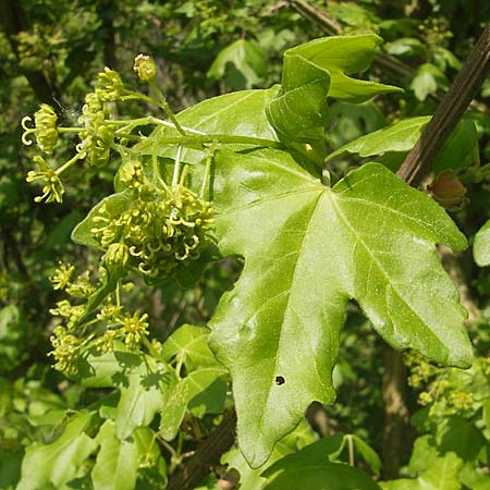 Acer campestre \ Feld-Ahorn / Field Maple, D Karlstadt 25.4.2009