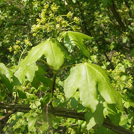 Acer campestre \ Feld-Ahorn / Field Maple, D Karlstadt 25.4.2009