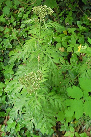 Tanacetum macrophyllum \ Groblttrige Wucherblume / Rayed Tansy, D Darmstadt 10.5.2009