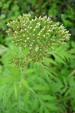 Tanacetum macrophyllum \ Groblttrige Wucherblume / Rayed Tansy, D Darmstadt 10.5.2009