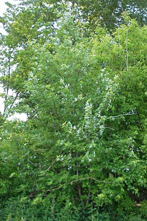 Acer saccharinum \ Silber-Ahorn / Silver Maple, D Mannheim 19.5.2009