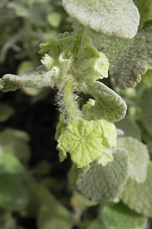 Ballota acetabulosa \ Napf-Schwarznessel / False Dittany, Greek Horehound, D Botan. Gar.  Universit.  Mainz 11.7.2009