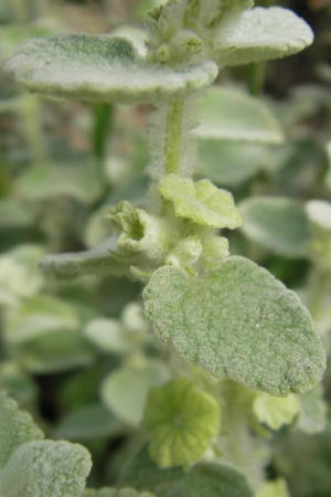 Ballota acetabulosa \ Napf-Schwarznessel / False Dittany, Greek Horehound, D Botan. Gar.  Universit.  Mainz 11.7.2009