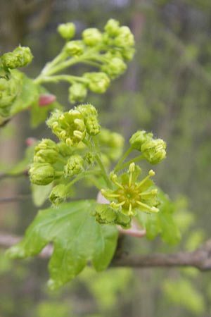 Acer campestre \ Feld-Ahorn / Field Maple, D Mannheim 3.4.2011
