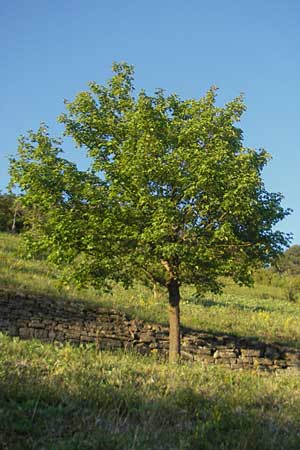 Acer campestre \ Feld-Ahorn / Field Maple, D Königheim 30.5.2011