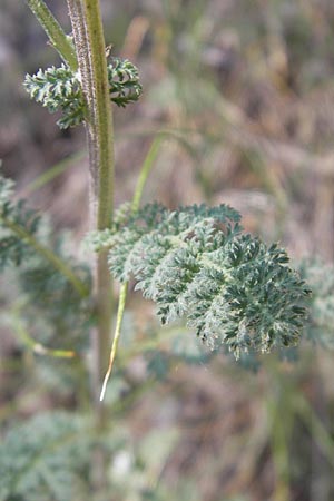 Achillea nobilis \ Edel-Schafgarbe / Showy Milfoil, D Lauterecken 3.6.2011