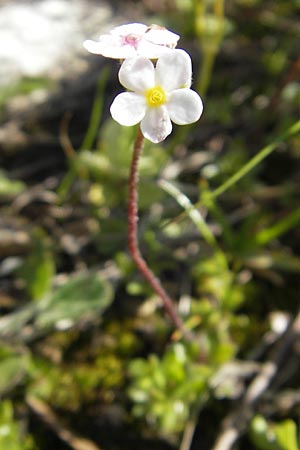 Androsace chamaejasme \ Gewimperter Mannsschild / Bastard Rock Jasmine, D Oberstdorf 22.6.2011