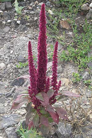 Amaranthus hypochondriacus \ Trauer-Amaranth, Prinzenfeder-Fuchsschwanz / Prince of Wales Pigweed, D Weinheim an der Bergstraße 15.7.2011