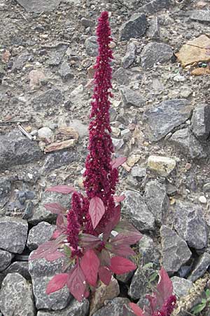 Amaranthus hypochondriacus \ Trauer-Amaranth, Prinzenfeder-Fuchsschwanz / Prince of Wales Pigweed, D Weinheim an der Bergstraße 15.7.2011