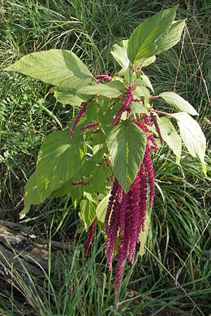 Amaranthus cruentus \ Rispen-Amaranth / Red Pigweed, D Mannheim 19.9.2011