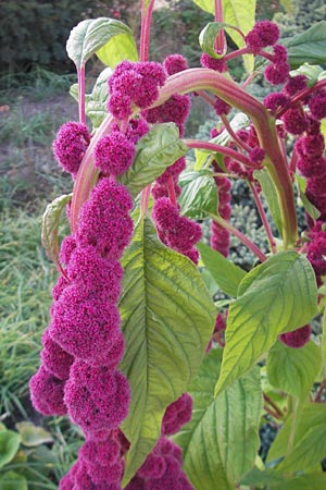Amaranthus caudatus \ Garten-Amaranth / Pendant Pigweed, Love Lies Bleeding, D Weinheim an der Bergstraße 28.9.2011