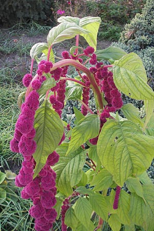 Amaranthus caudatus \ Garten-Amaranth / Pendant Pigweed, Love Lies Bleeding, D Weinheim an der Bergstraße 28.9.2011