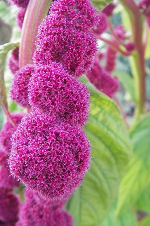 Amaranthus caudatus \ Garten-Amaranth / Pendant Pigweed, Love Lies Bleeding, D Weinheim an der Bergstraße 28.9.2011