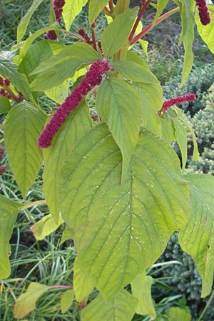 Amaranthus caudatus \ Garten-Amaranth / Pendant Pigweed, Love Lies Bleeding, D Weinheim an der Bergstraße 28.9.2011