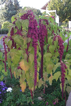 Amaranthus caudatus \ Garten-Amaranth / Pendant Pigweed, Love Lies Bleeding, D Weinheim an der Bergstraße 28.9.2011