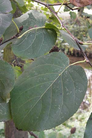Alnus cordata \ Herzbl�ttrige Erle, Italienische Erle / Italian Alder, D Karlsruhe 29.10.2011