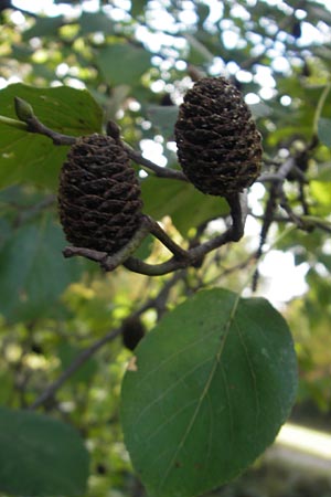 Alnus cordata \ Herzbl�ttrige Erle, Italienische Erle / Italian Alder, D Karlsruhe 29.10.2011