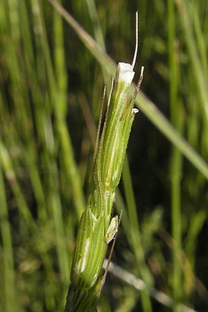 Aegilops cylindrica \ Zylinder-Walch, Walzenf�rmiger Walch / Jointed Goatgrass, D Mannheim 15.5.2012
