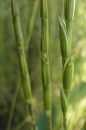 Aegilops cylindrica \ Zylinder-Walch, Walzenf�rmiger Walch / Jointed Goatgrass, D Mannheim 15.5.2012