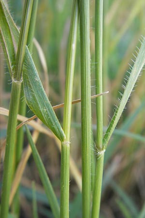 Aegilops cylindrica \ Zylinder-Walch, Walzenf�rmiger Walch / Jointed Goatgrass, D Mannheim 15.5.2012