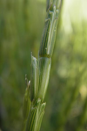 Aegilops cylindrica \ Zylinder-Walch, Walzenf�rmiger Walch / Jointed Goatgrass, D Mannheim 15.5.2012