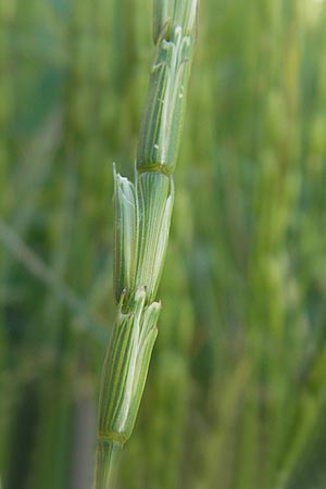 Aegilops cylindrica \ Zylinder-Walch, Walzenf�rmiger Walch / Jointed Goatgrass, D Mannheim 15.5.2012
