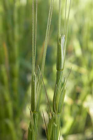 Aegilops cylindrica \ Zylinder-Walch, Walzenf�rmiger Walch / Jointed Goatgrass, D Mannheim 15.5.2012