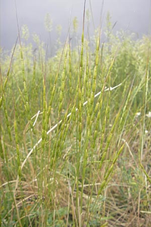 Aegilops cylindrica \ Zylinder-Walch, Walzenf�rmiger Walch / Jointed Goatgrass, D Mannheim 27.5.2012