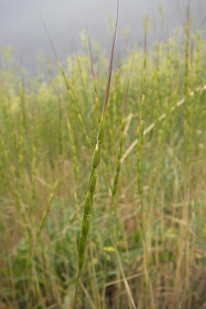 Aegilops cylindrica \ Zylinder-Walch, Walzenf�rmiger Walch / Jointed Goatgrass, D Mannheim 27.5.2012