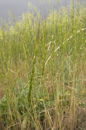Aegilops cylindrica \ Zylinder-Walch, Walzenf�rmiger Walch / Jointed Goatgrass, D Mannheim 27.5.2012