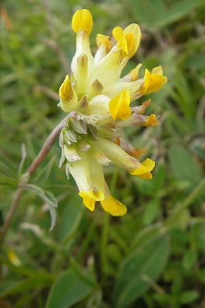 Anthyllis vulneraria subsp. carpatica \ Karpaten-Wundklee / Carpathian Kidney Vetch, D Solnhofen 5.6.2012