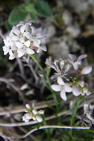 Asperula cynanchica \ Hgel-Meier / Squinancy Wort, D Nördlingen 8.6.2012