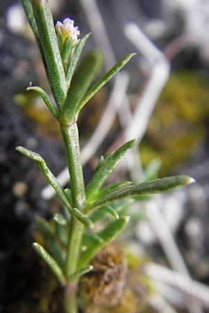 Asperula cynanchica \ Hgel-Meier / Squinancy Wort, D Nördlingen 8.6.2012