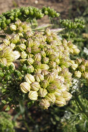 Aethusa cynapium \ Hunds-Petersilie, Garten-Schierling / Fool's Parsley, D Mannheim 2.9.2012