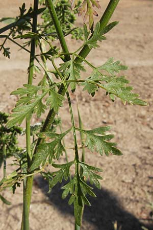 Aethusa cynapium \ Hunds-Petersilie, Garten-Schierling / Fool's Parsley, D Mannheim 2.9.2012