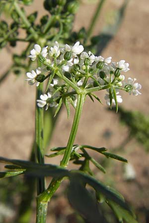 Aethusa cynapium \ Hunds-Petersilie, Garten-Schierling / Fool's Parsley, D Mannheim 2.9.2012