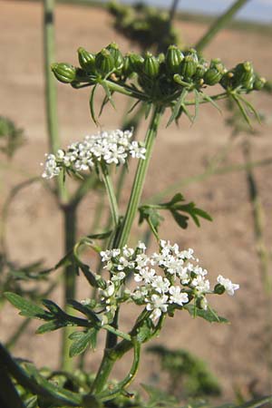 Aethusa cynapium \ Hunds-Petersilie, Garten-Schierling / Fool's Parsley, D Mannheim 2.9.2012