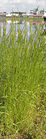 Aegilops cylindrica \ Zylinder-Walch, Walzenf�rmiger Walch / Jointed Goatgrass, D Mannheim 5.6.2013