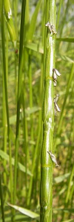 Aegilops cylindrica \ Zylinder-Walch, Walzenf�rmiger Walch / Jointed Goatgrass, D Mannheim 5.6.2013