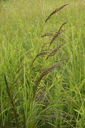 Deschampsia cespitosa \ Rasen-Schmiele / Tufted Hair Grass, Tussock Grass, D Philippsburg 26.6.2013