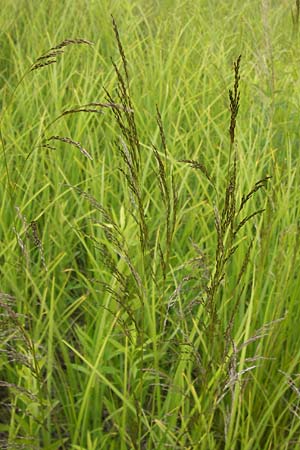 Deschampsia cespitosa \ Rasen-Schmiele / Tufted Hair Grass, Tussock Grass, D Philippsburg 26.6.2013